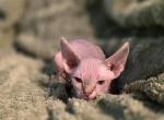 Beerus - Sphynx Kitten For Sale - 