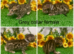 Grey collar female - Bengal Kitten For Sale - 