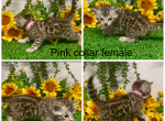 Pink collar female - Bengal Kitten For Sale - 