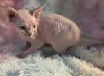 Yuki - Sphynx Kitten For Sale - 