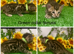 Green collar female - Bengal Kitten For Sale - 