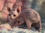 Champa - Sphynx Kitten For Sale - 