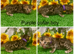 Purple collar male - Bengal Kitten For Sale - 