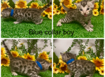 Blue collar male - Bengal Kitten For Sale - Mattawan&comma; MI&comma; US