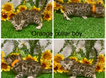 Orange collar male - Bengal Kitten For Sale - Mattawan&comma; MI&comma; US