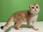 Eseniya ny11 - Scottish Fold Kitten For Sale - Cathlamet&comma; WA&comma; US
