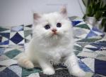 Emeric - Ragdoll Kitten For Sale - Tuscaloosa&comma; AL&comma; US