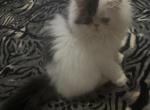 Bugatti - Persian Kitten For Sale - Oklahoma City&comma; OK&comma; US
