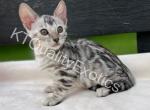Sirah and Asland Bengal kittens - Bengal Kitten For Sale - Fenton&comma; MI&comma; US