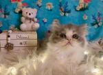 Kendal - Persian Kitten For Sale - Sylacauga&comma; AL&comma; US