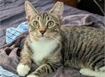 Sherlock Holmes Tabby Tuxedo Kittens - Bengal Kitten For Adoption - 