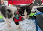 Josie - Domestic Kitten For Adoption - Fort Pierce&comma; FL&comma; US