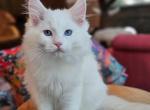 Red bicolor - Ragdoll Kitten For Sale - 