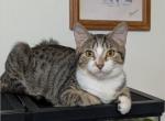 Sassafras - Domestic Kitten For Adoption - Fort Pierce&comma; FL&comma; US