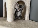 Blue collar - Bengal Kitten For Sale - 