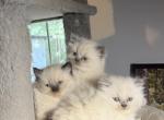 Himalayan - Himalayan Kitten For Sale - Cleveland&comma; TN&comma; US