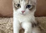 Ragamuffin Calico - Ragamuffin Kitten For Sale - 