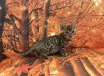 Sheba make 3 - Bengal Kitten For Sale - Mills River&comma; NC&comma; US