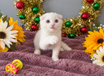 White Scottish fold - Scottish Fold Kitten For Sale - Orlando&comma; FL&comma; US