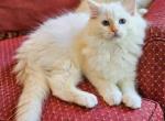 Red mitted - Ragdoll Kitten For Sale - 
