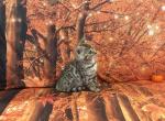 Sheba female light - Bengal Kitten For Sale - Mills River&comma; NC&comma; US