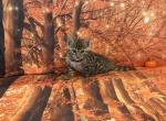 Sheba female dark - Bengal Kitten For Sale - Mills River&comma; NC&comma; US