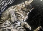 lemon and lime twins - Bengal Kitten For Adoption - Richmond&comma; VA&comma; US