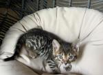 Yellow collar - Bengal Kitten For Sale - 