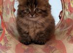 Dolly - Persian Kitten For Sale - 