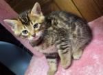 Persian Bengals - Bengal Kitten For Sale - Newton Falls&comma; OH&comma; US