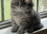 Freddy - Persian Kitten For Sale - Citrus Hills&comma; FL&comma; US