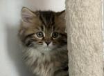 Teddy - Persian Kitten For Sale - Citrus Hills&comma; FL&comma; US