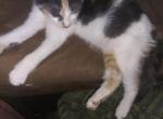 Callie - Domestic Kitten For Sale - 
