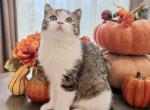 Max - Scottish Straight Kitten For Sale - Denver&comma; CO&comma; US