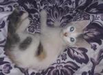 Sweetpea - Domestic Kitten For Sale - Phila&comma; PA&comma; US
