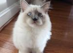 Blaze Blue Point Mitted Ragdoll - Ragdoll Kitten For Sale - Laurel&comma; MD&comma; US
