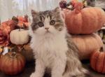 Biscuit - Scottish Straight Kitten For Sale - Denver&comma; CO&comma; US