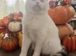 Goldie - Scottish Straight Kitten For Sale - Denver&comma; CO&comma; US