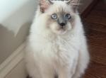 Blaze Blue Point Mitted Ragdoll - Ragdoll Kitten For Sale - Laurel&comma; MD&comma; US