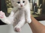 Prince Charmingg - Ragdoll Kitten For Sale - San Diego&comma; CA&comma; US