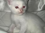 Male Flame Point Ragdoll - Ragdoll Kitten For Sale - 