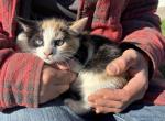 Betty - Domestic Kitten For Adoption - Millersburg&comma; OH&comma; US