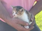 Linda - Domestic Kitten For Adoption - Millersburg&comma; OH&comma; US
