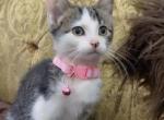 Kittens - American Shorthair Kitten For Sale - Dearborn Heights&comma; MI&comma; US