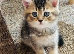 Max - Scottish Straight Kitten For Sale - Bradenton&comma; FL&comma; US