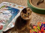 Bebi - Scottish Fold Kitten For Sale - Bradenton&comma; FL&comma; US