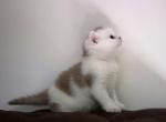 Autumn - Ragdoll Kitten For Sale - Newport&comma; DE&comma; US