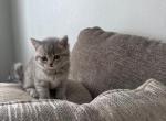 Scotich fold - Scottish Fold Kitten For Sale - WA&comma; US