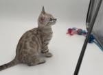 Trixie - Bengal Kitten For Sale - ME&comma; US