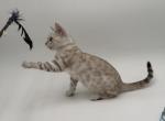 Dolly - Bengal Kitten For Sale - 